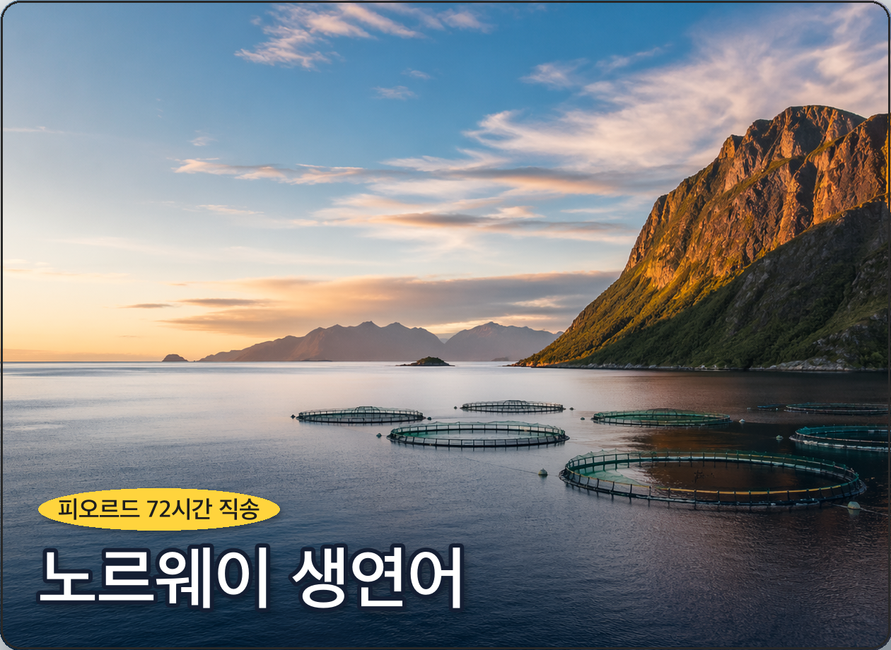 노르웨이 생연어