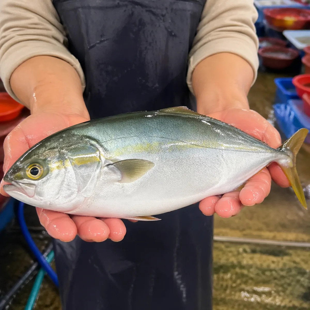 남해 활잿방어 1kg