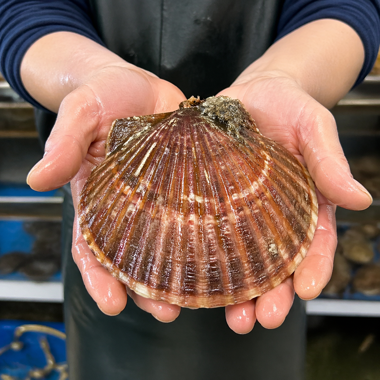 동해 자연산 가리비 1kg (10미)